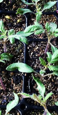 Tomato seedlings